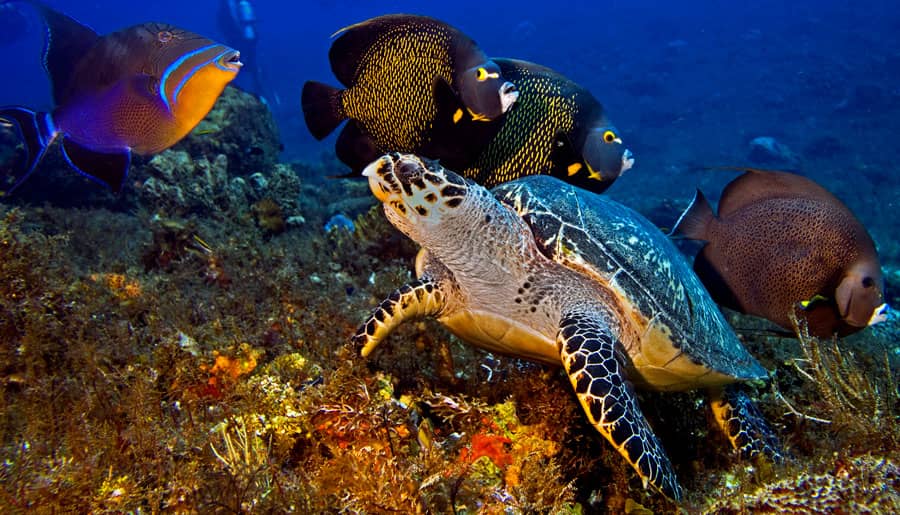 Palancar Reef