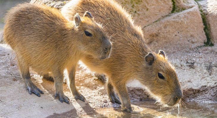 Capybara Encounter