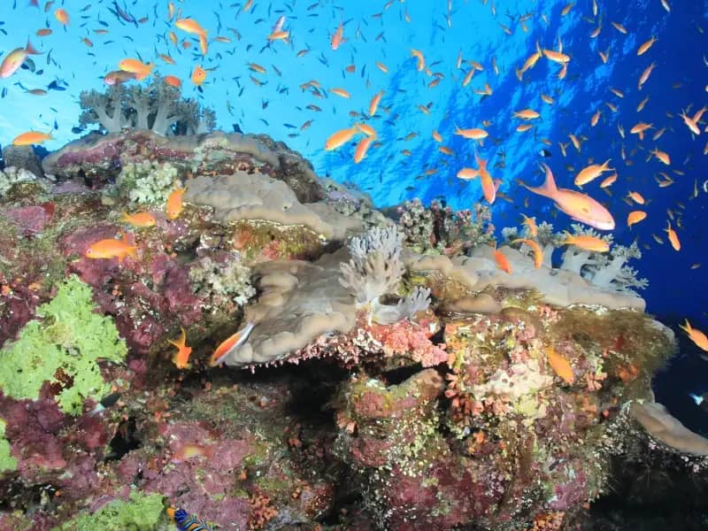 Abundant Marine Life