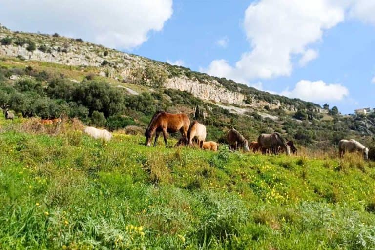 Wild Horses of Ainos