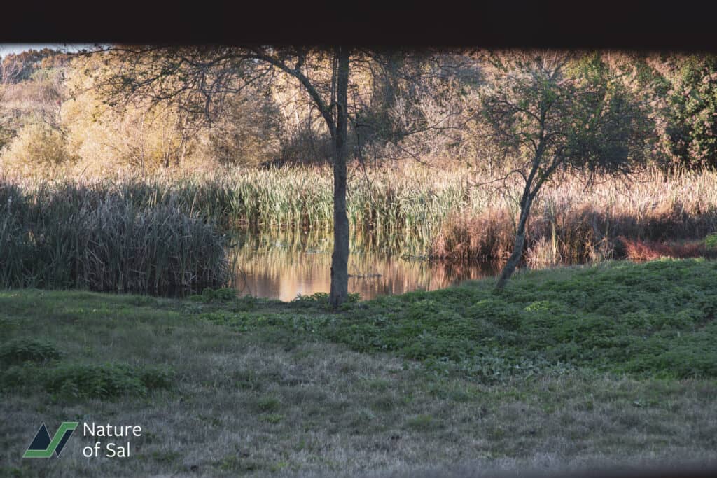 Bird Watching Area