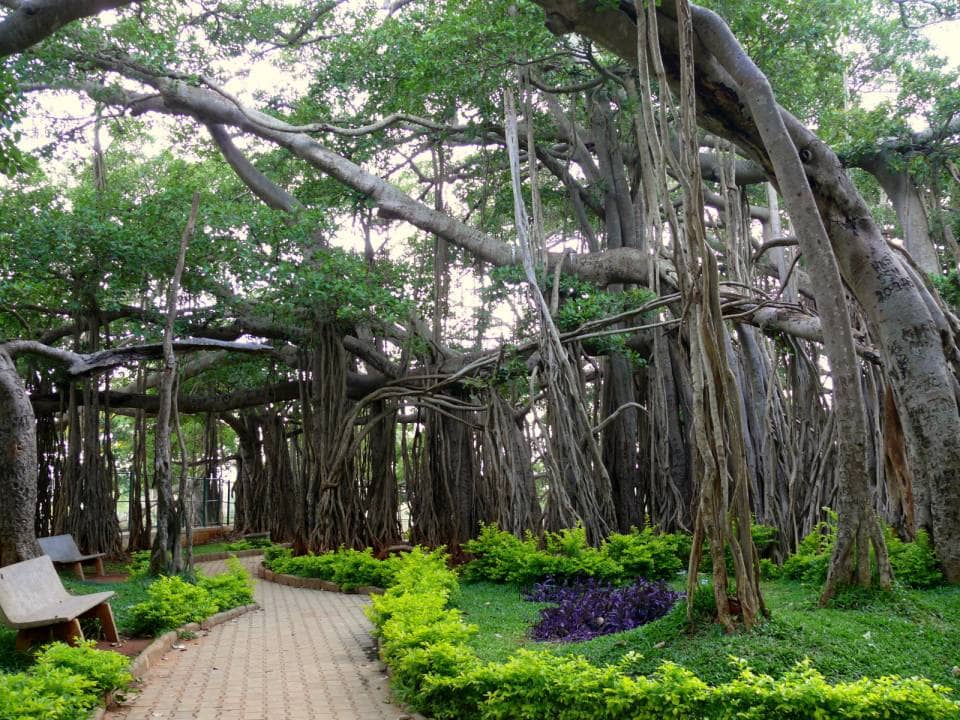 Peaceful Nature Escape