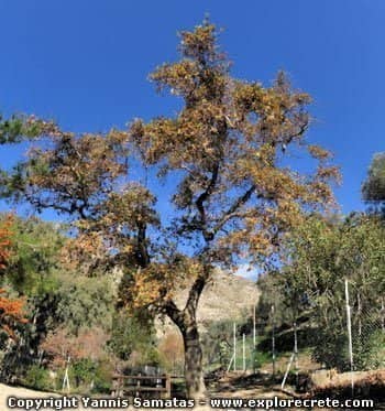 The Legendary Plane Tree