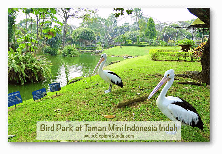 Interactive Bird Encounters