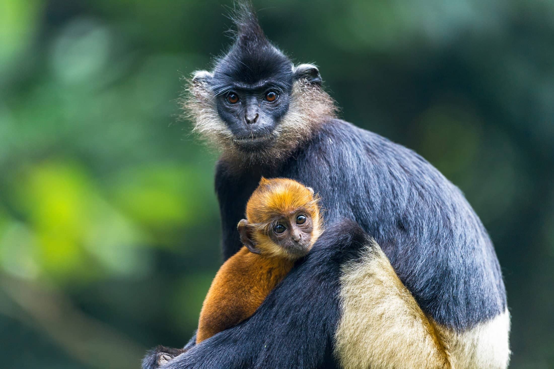 Delacour's Langur Spotting