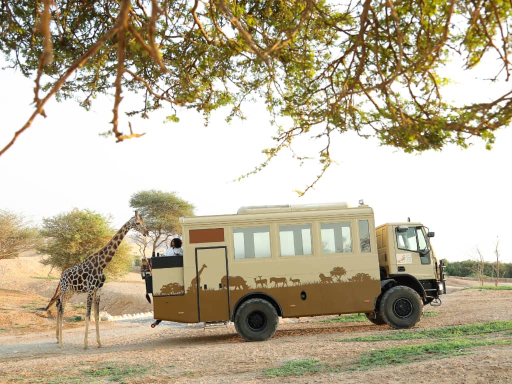 African Safari