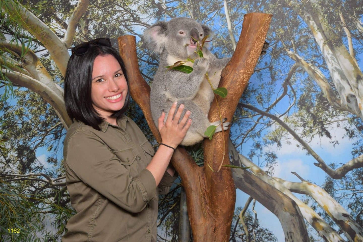 Koala Cuddles