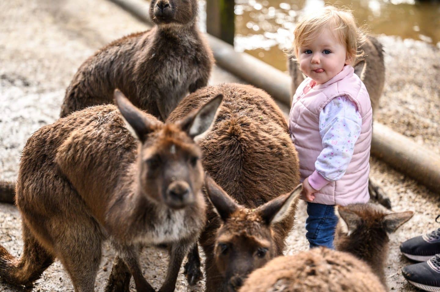 Kangaroo Feeding