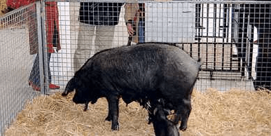Traditional Livestock Market