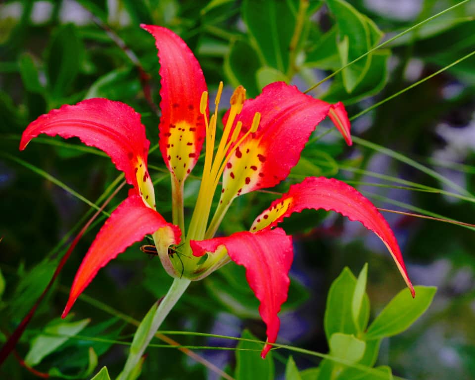 Carnivorous Plants
