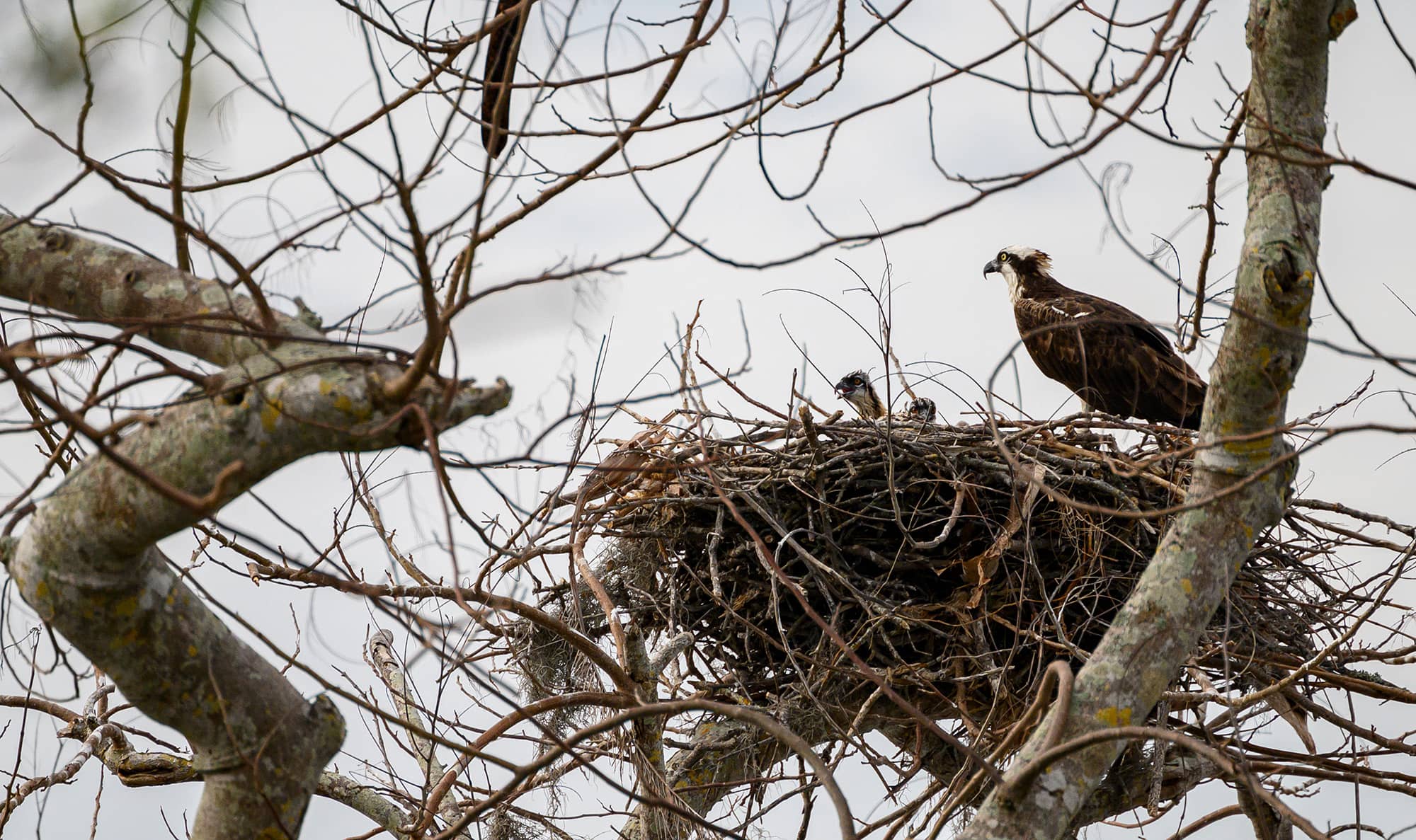 Osprey Nests