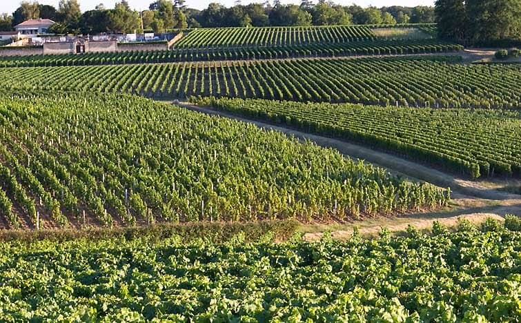 The Vineyard