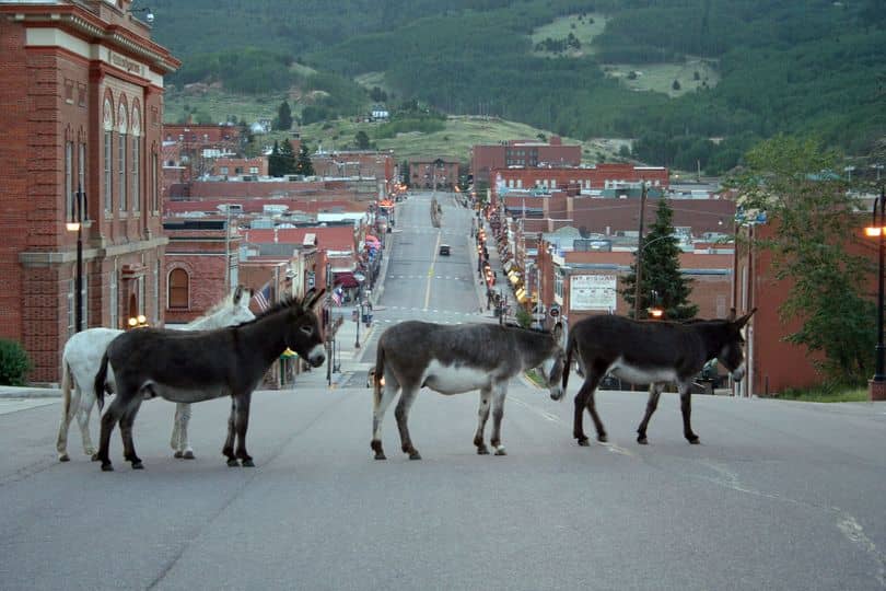 Cripple Creek Donkeys