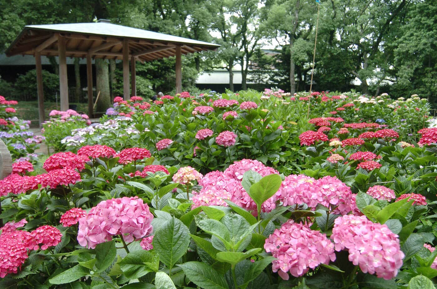 Hydrangea Festival