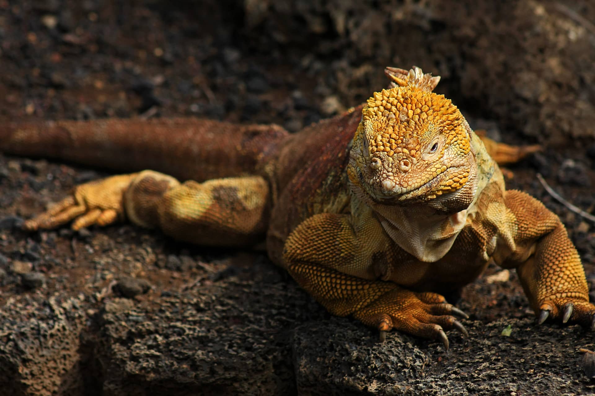 Land Iguanas