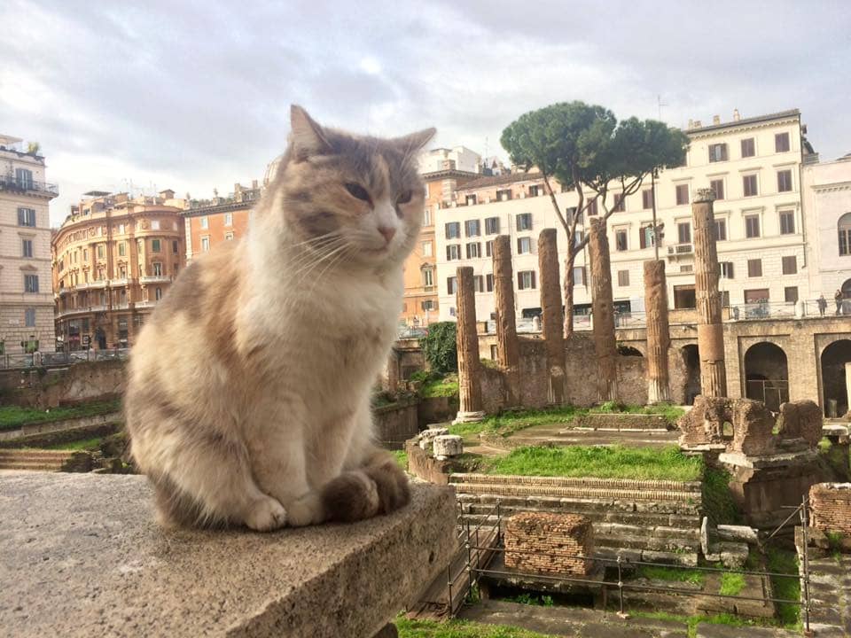 The Cat Sanctuary