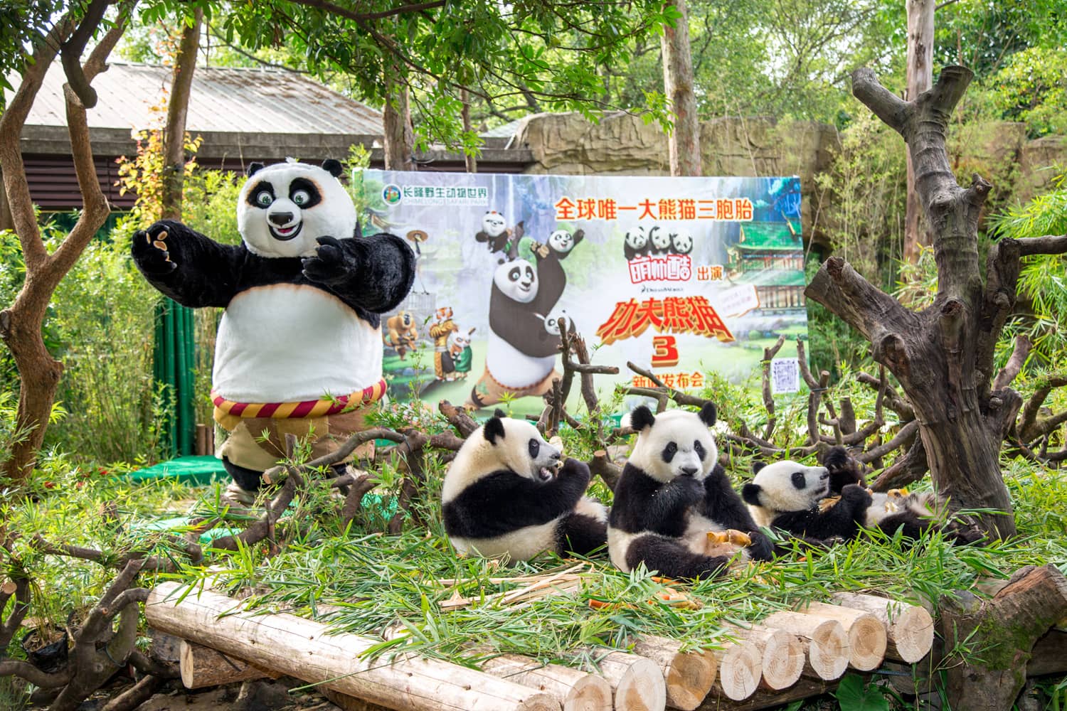 Panda Habitat