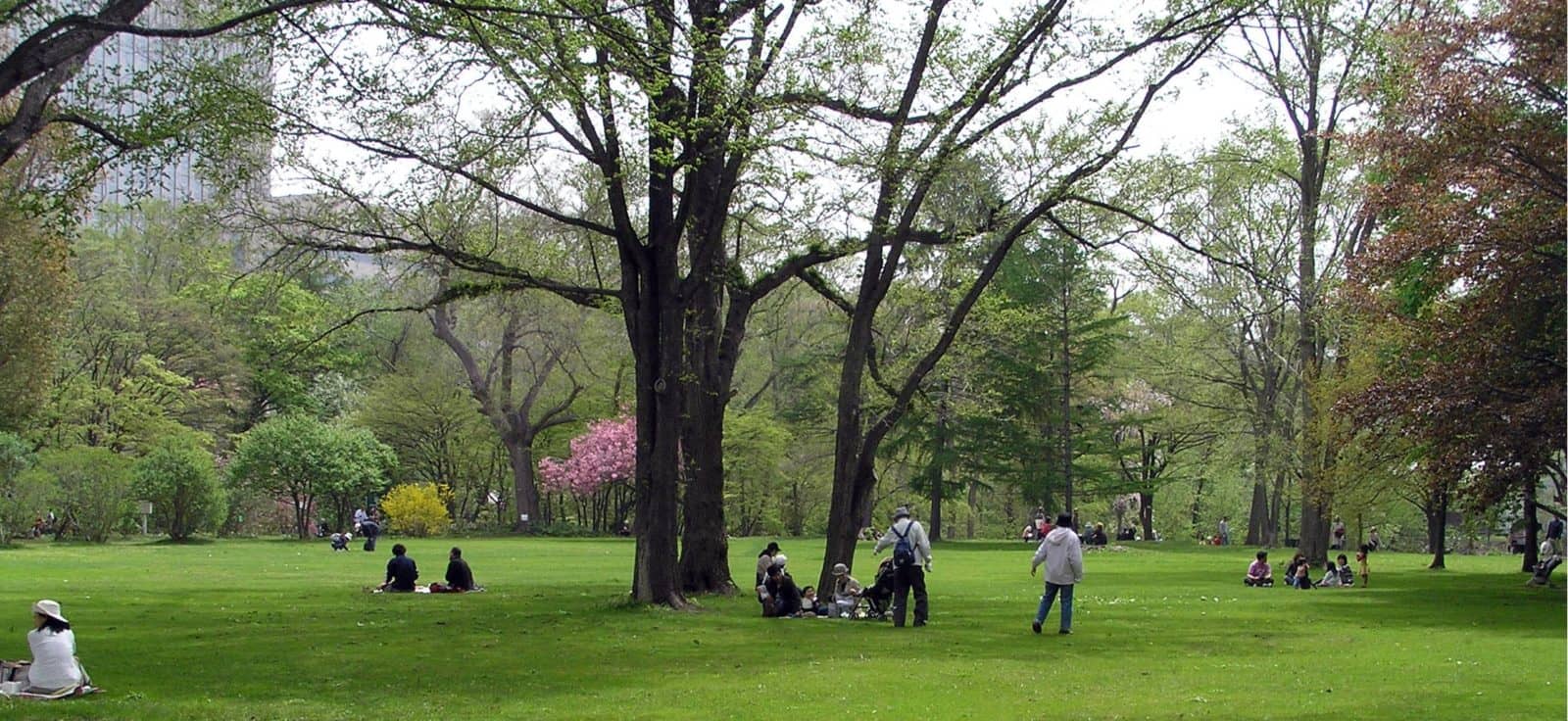 Majestic Old Trees