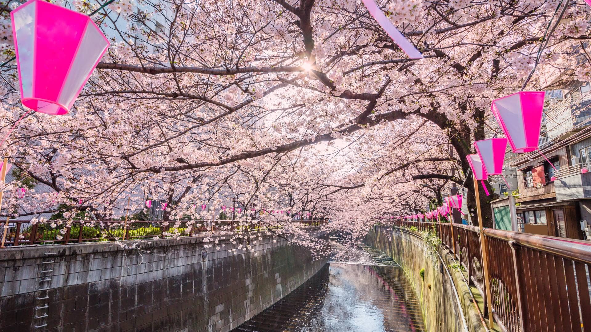 Naka-Meguro Canal Stroll