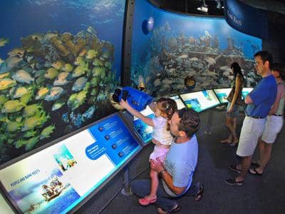 Sea Turtle Conservation Info