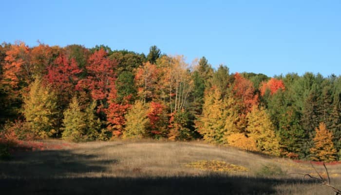 Chestnut Tree Grove