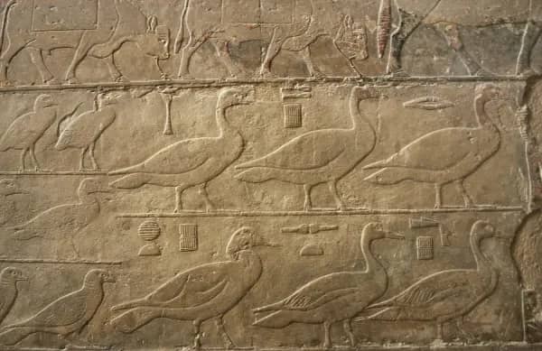 Animal Depictions