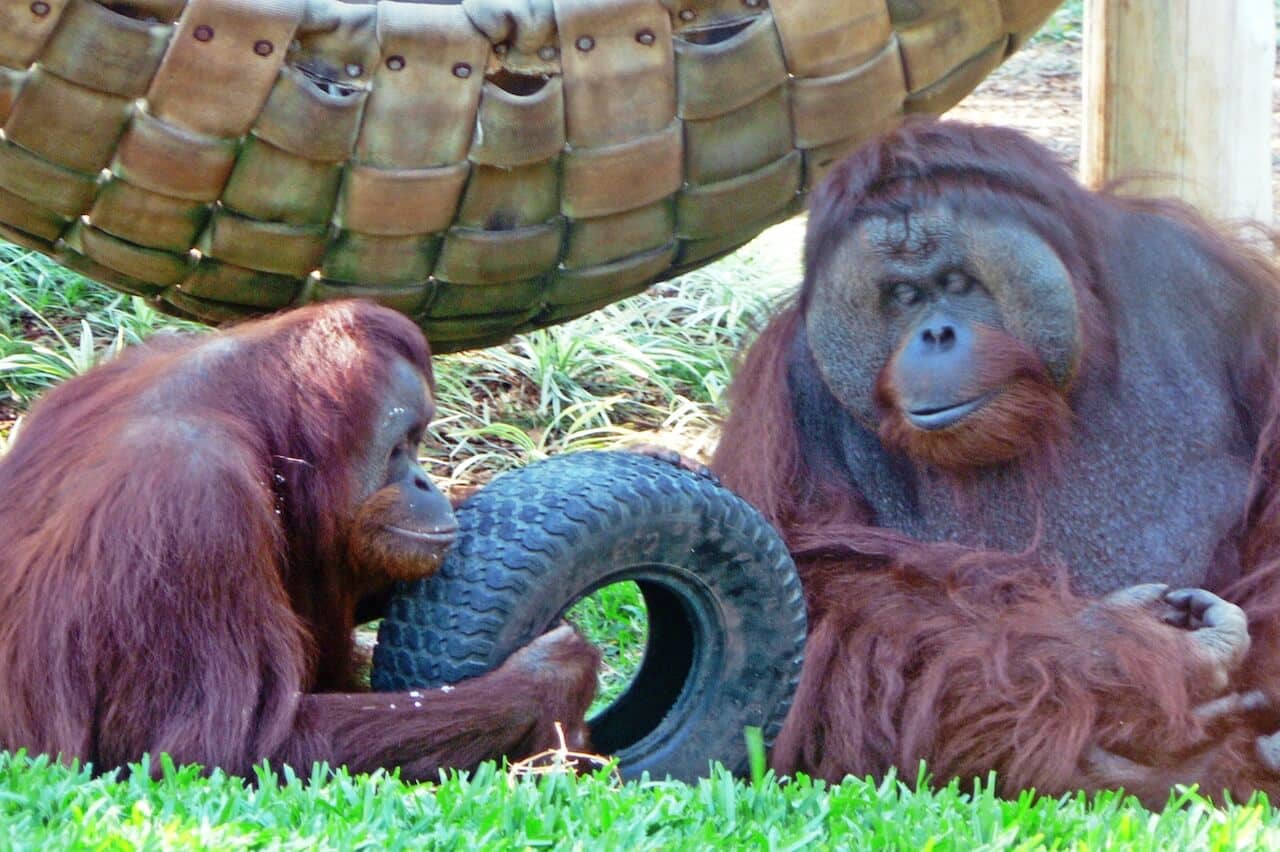 Orangutan Encounter