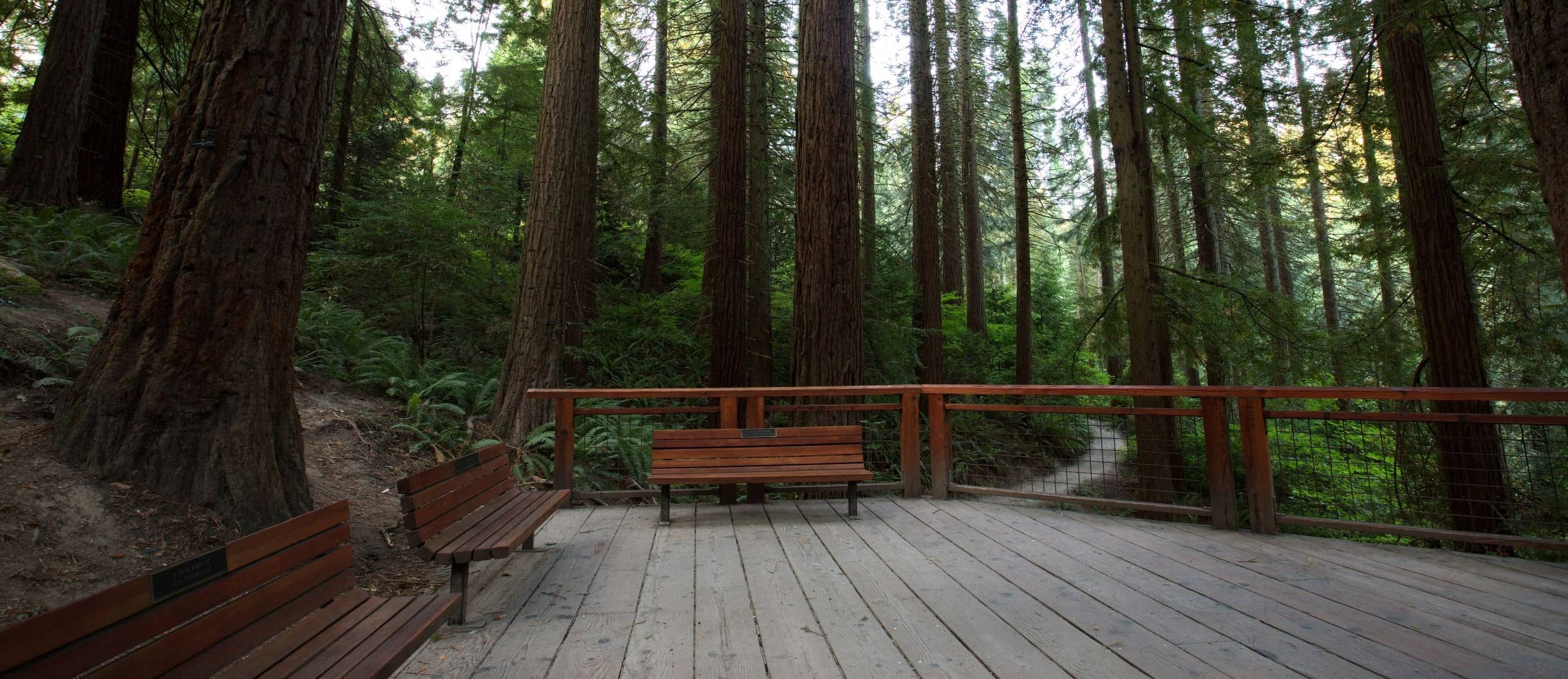 Redwood Observation Deck