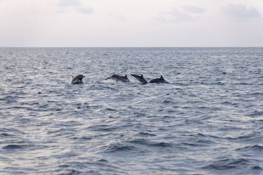 Dolphin Spotting Excursions