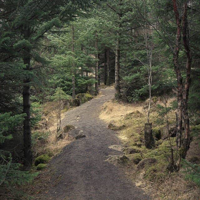 Forest Walking Trails