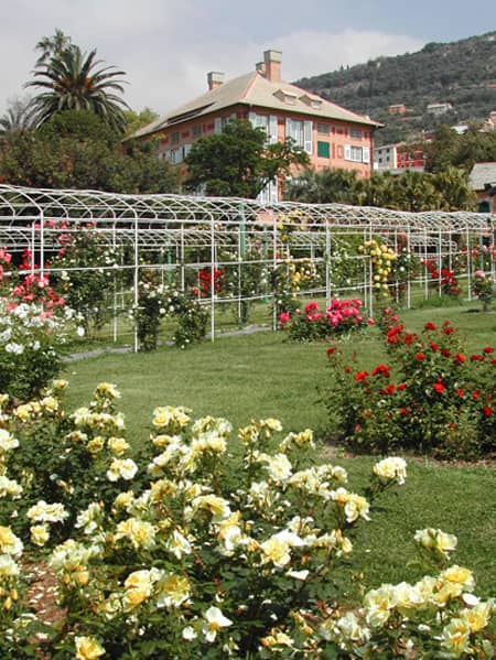 Roseto Viacava