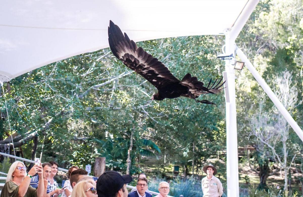 Free-Flight Bird Show