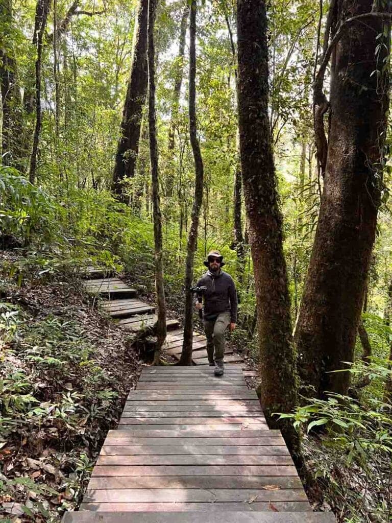 Mossy Forest Walk