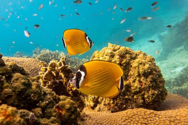 Snorkeling Paradise