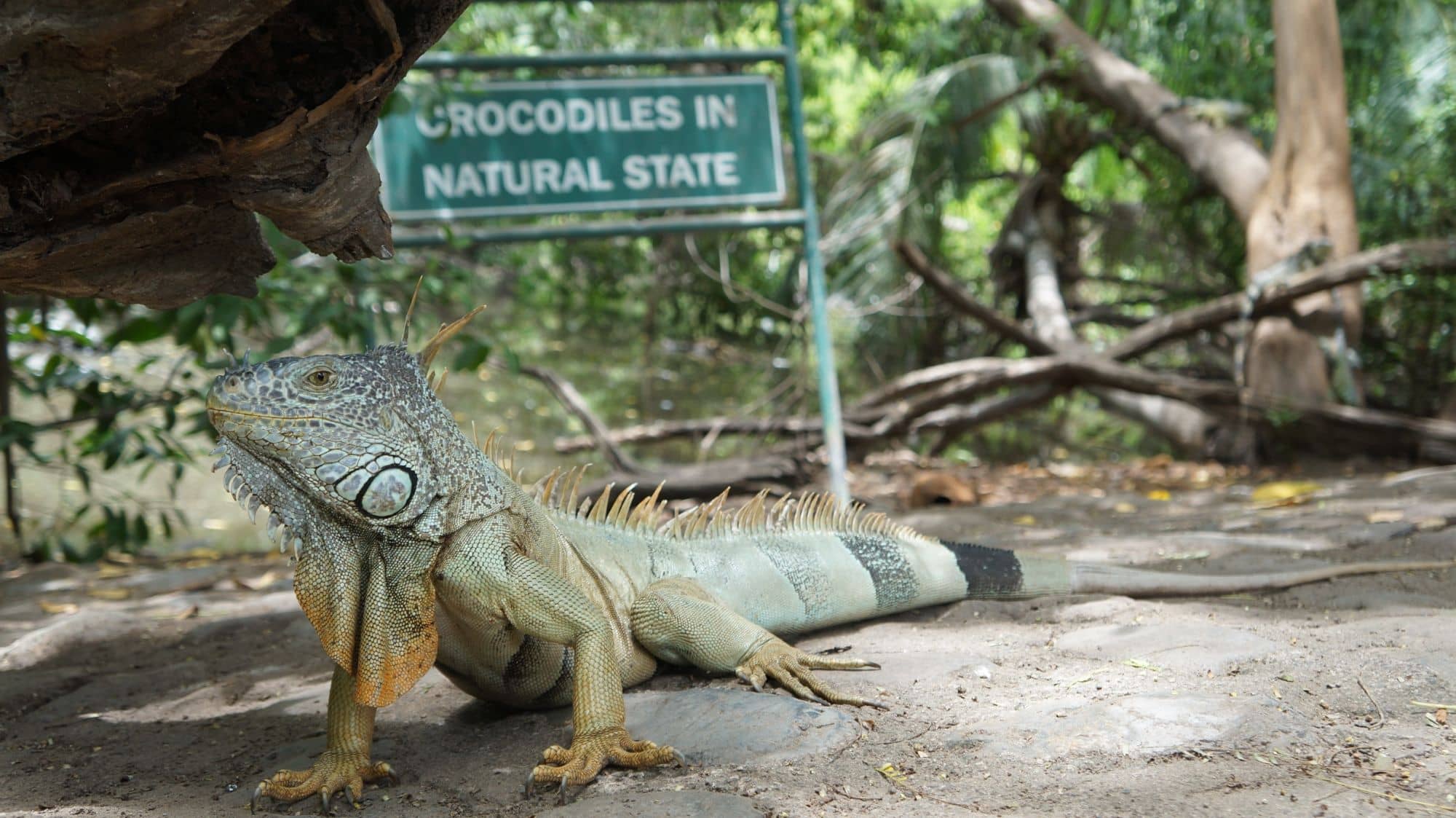 Crocodile Sanctuary