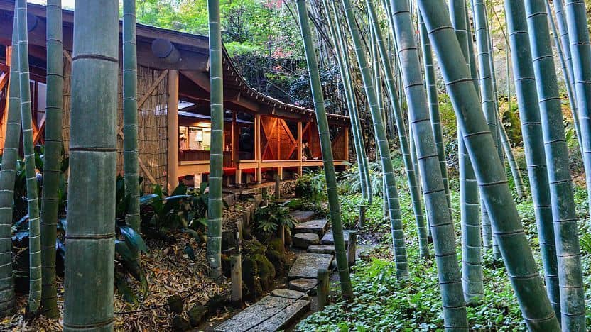 Serene Bamboo Grove