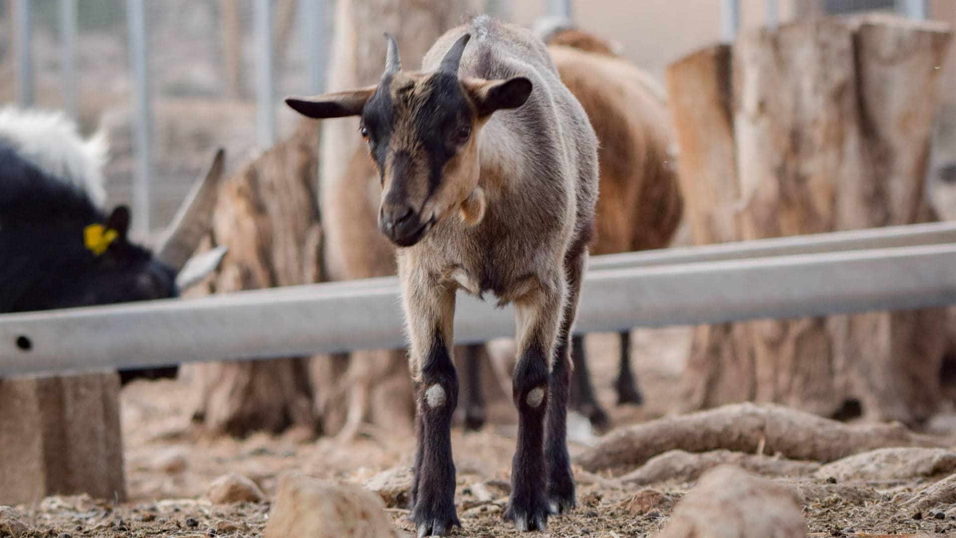 Charming Farm Animals
