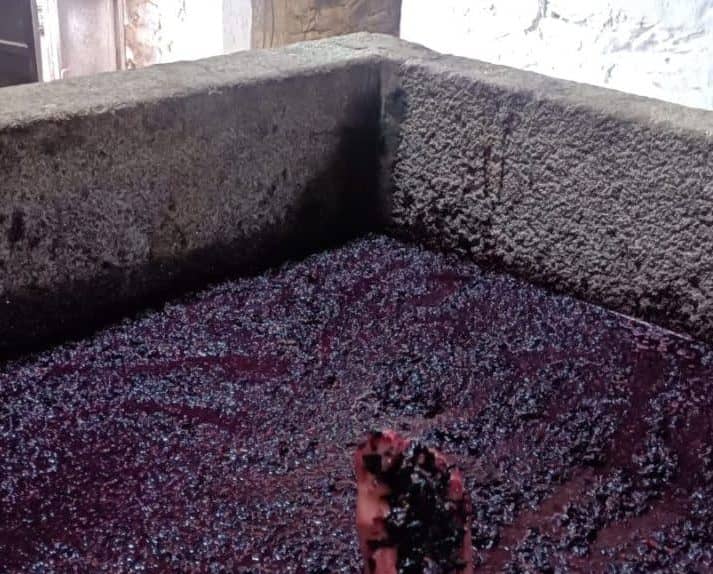 Local Wine Culture Insights