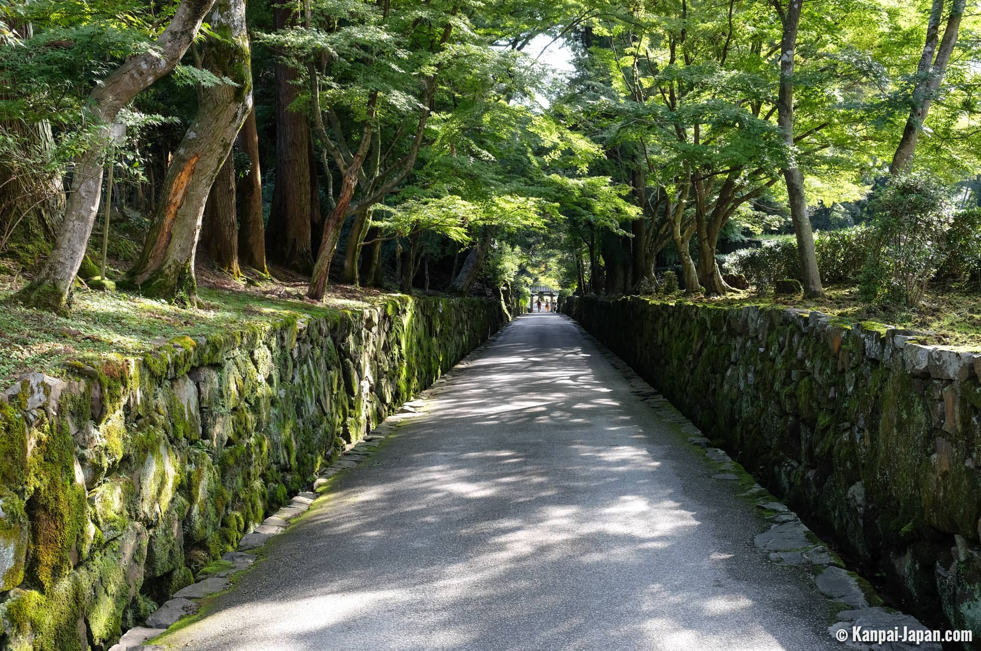 Forest Reserve Walk