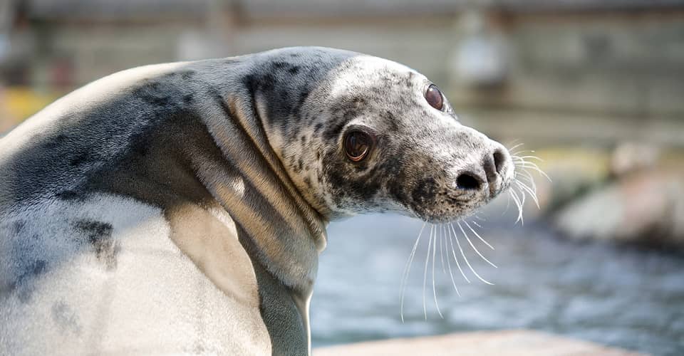 Seal Shows