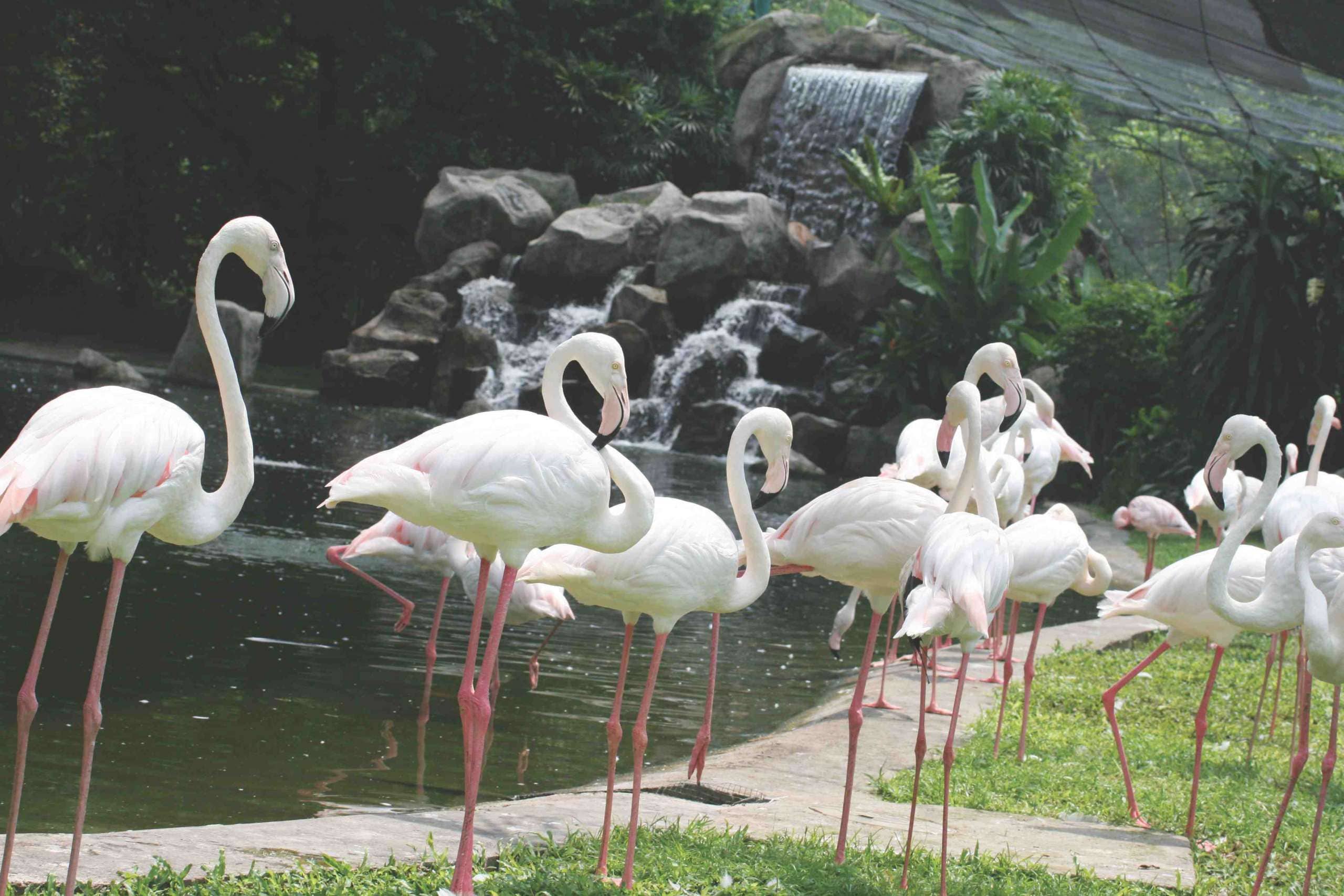 Flamingo Pond