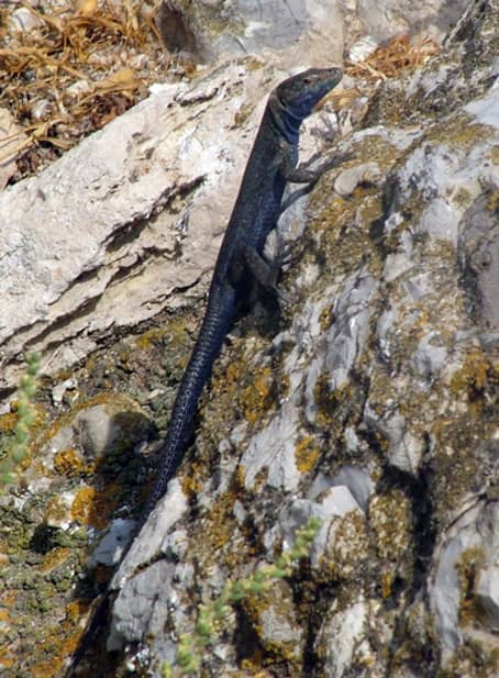 Lizard Spotting