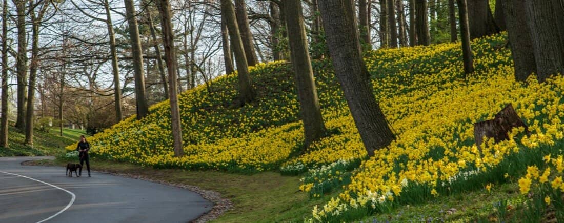 Daffodil Hill