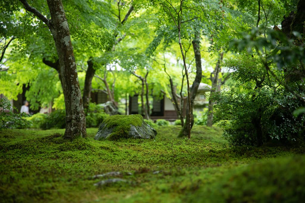 Moss and Bamboo Gardens