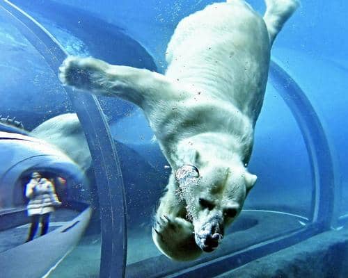 Polar Bear Encounter