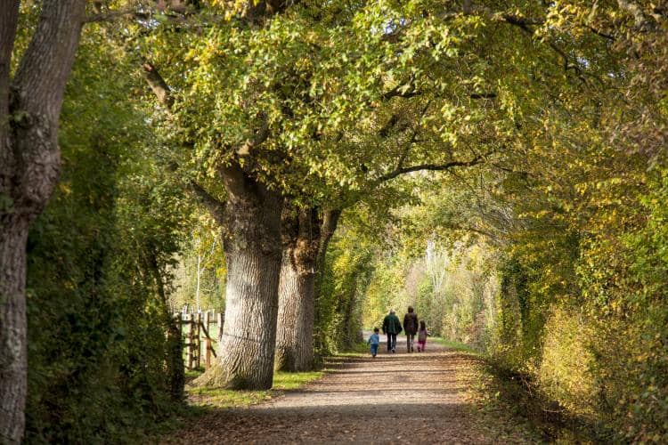 Woodland Paths