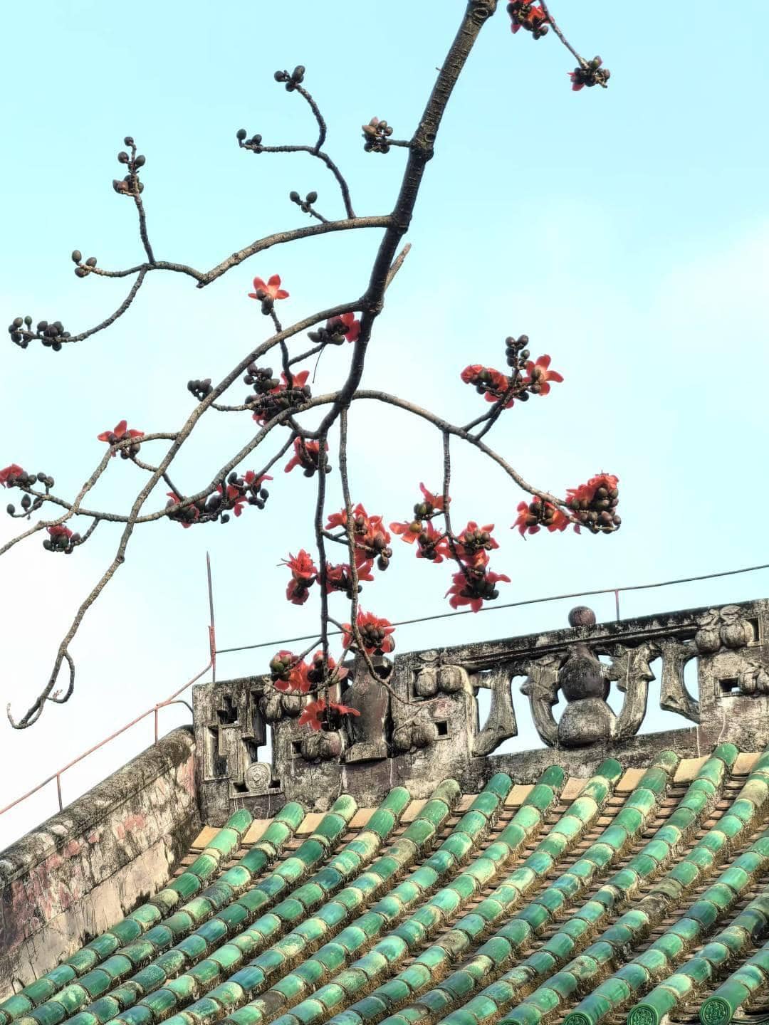Ancient Kapok Trees