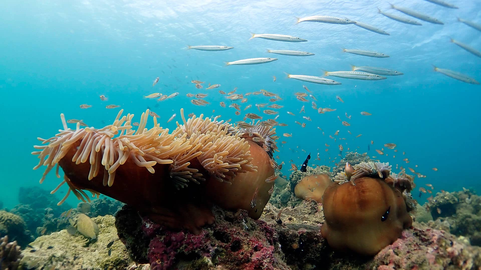 Diving and Snorkeling