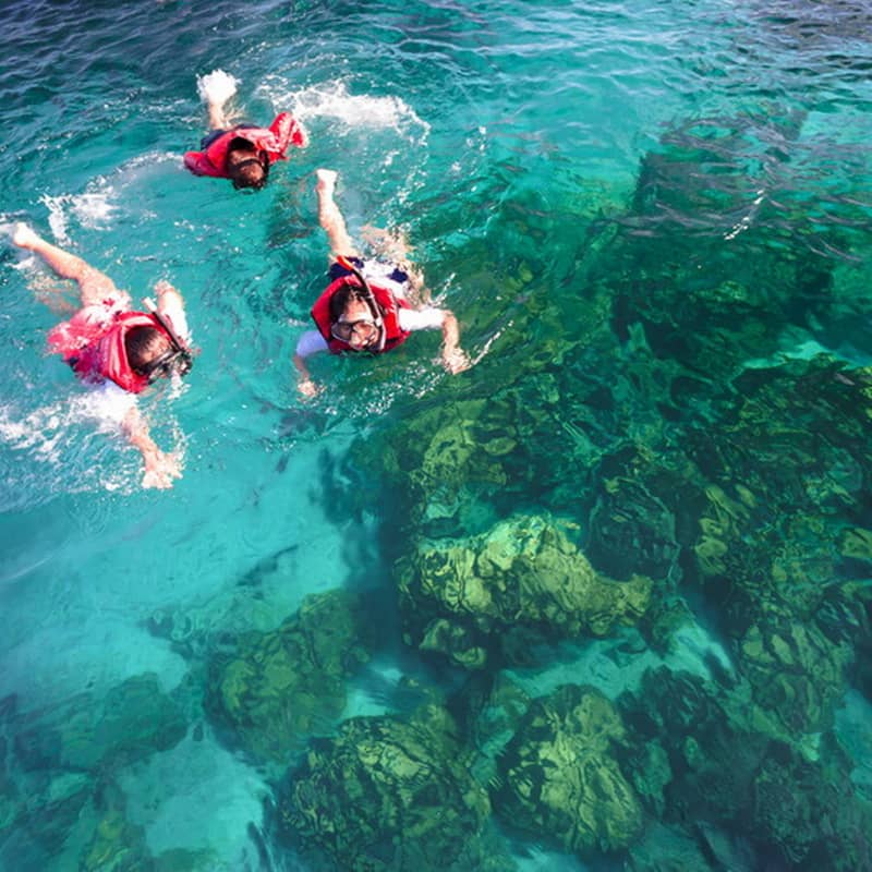 Snorkeling & Marine Life