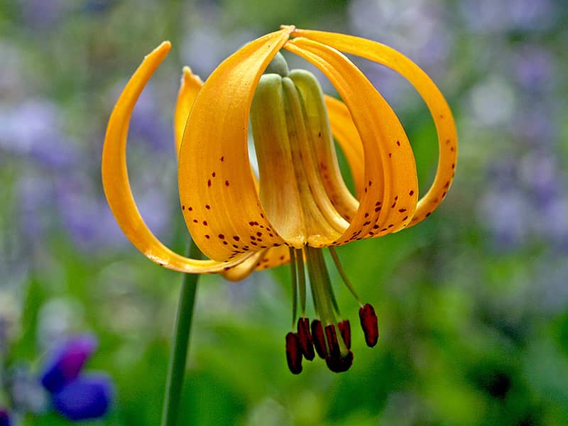 Wildflower Blooms